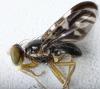 Euleia heraclei